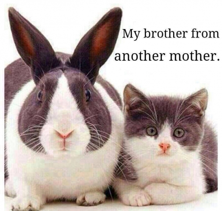 â™¥â˜ºâ™¥ - funny, rabbit, cat, beautiful