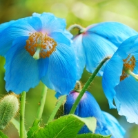 Blue poppies