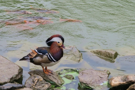 Mandarin duck - fish, lake, mandarin duck, bird