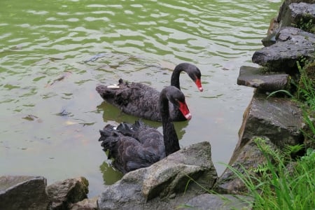 Black Goose - goose, lake, black, bird