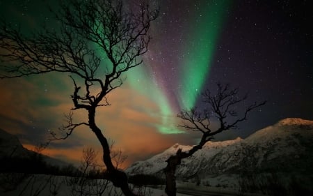 Aurora Borealis - trees, nature, lights, Aurora, mountains, stars, northen