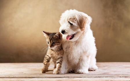 Puppy and Kitten - animal, cute, kitten, cat, puppy, dog