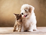 Puppy and Kitten