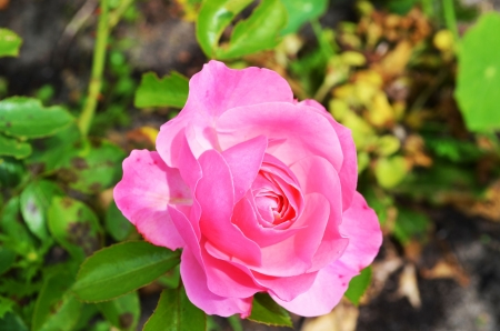 Pink Rose - garden, flower, petals, blossom, leaves