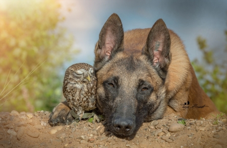 Dog and owl - friends - owl, animals, friends, dog