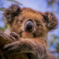 Teddy bear koala