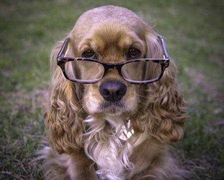 Funny Spaniel - funny, glasses, dog, spaniel