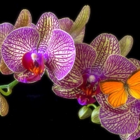 ..Orchid Fragrance..