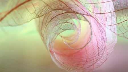 Transparent Leaves - macro, transparent, pink, leaves