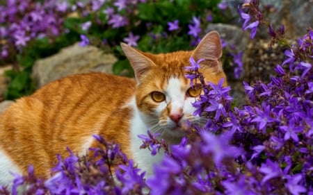 Cat - white, purple, cat, animal, orange, summer, flower, ginger