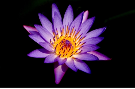 Purple Lotus - waterlily, petals, water, blossom, pond