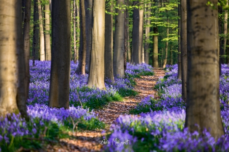 Spring - spring, forest, flower, tree, edwin maajaart, purple, green, belgium, woods