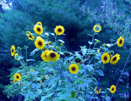 Sunflowers on Blue - blossoms, summer, garden, plants, petals