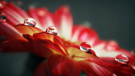 Drops of water - drops, flower, water, red