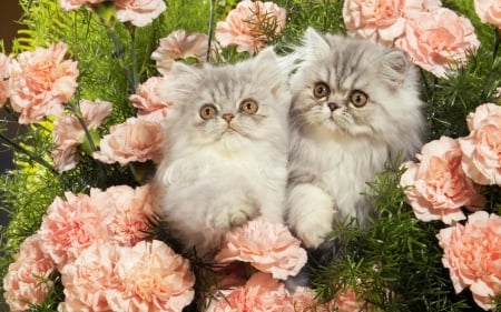 kitties and flowers - flowers, pink, gorgeous, kitties