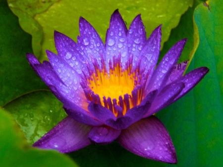 Purple Lotus - summer, pond, petals, water, blossom