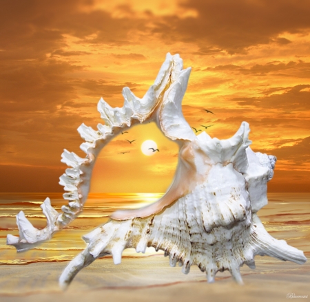 *A sunset through the shell*