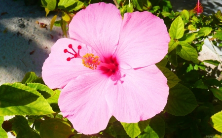 Pink Hibiscus - garden, petals, blossom, leaves, exotic