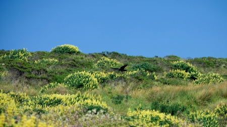 San Francisco Wildlife  - wide screen, wildlife, animal, bird, photo, avian, photography