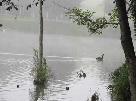 Mist and swan - wonderful, lake, swan, mist