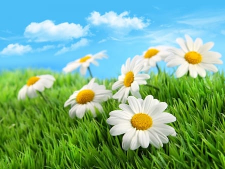 Beautiful daisies - wallpaper, digital, beautiful, abstract, grass, art, cg, sky, daisies, 3d