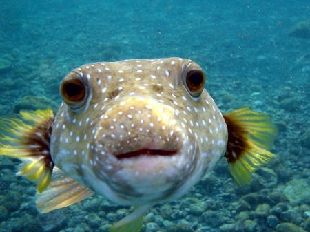 I only puffer when I want to scare someone - cute, seawater, sea, fish, animals, puffer fish