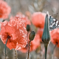 Spring Flowers