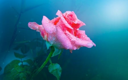 Pink Rose - petals, blossom, leaves, artwork, raindrops