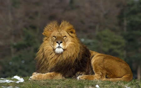 Regal Lion - regal, field, lion, animals