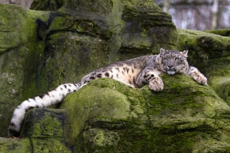 Snow Leopard - snow, leopard, animals, rocks