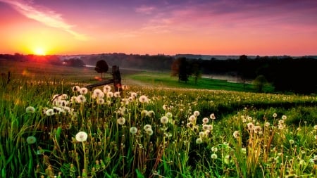 Sunset over field - summer, dandelions, sundown, beautiful, grass, meadow, flowers, glow, sunset, field, sky