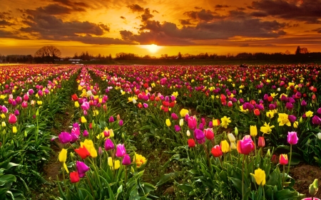 Sunset field - summer, beautiful, glow, colorful, tulips, sunset, nature, field, fiery, sky, cloyds