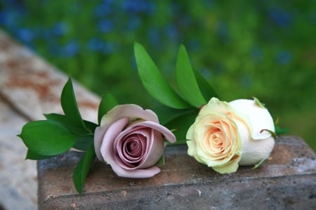 *Beautiful roses* - white, buds, two, roses, pink, hq, beautiful, flowers