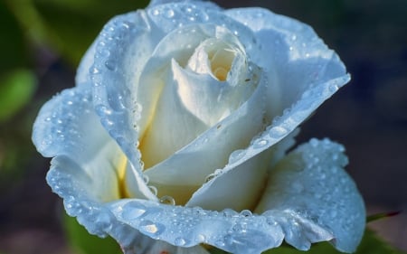 White Rose - blossom, garden, flower, petals