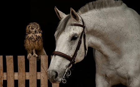 Friends - white, horse, friend, bird, black, owl