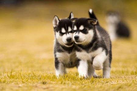 Best Buddies - cute, friends, puppies, huskies