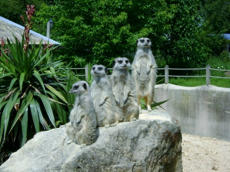 Meerkat direction - rock, four, sitting, animals, meerkats