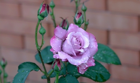 Purple Rose