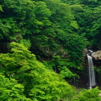 Waterfall Rainforest