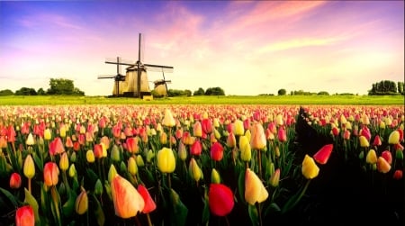 Holland mill - flowers, holland, tulips, beautiful, mill, dutch, sky