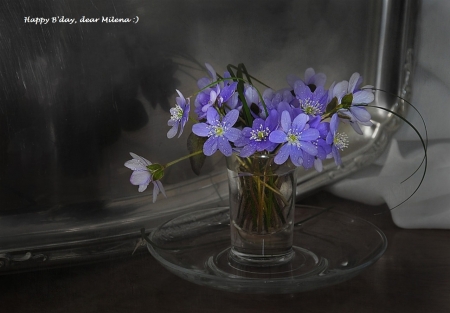 Happy Birthday - milena, gift, soft, photography, bw, still life, blue, flowers, birthday