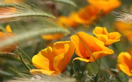 Yellow Poppies - blossoms, field, petals, grain