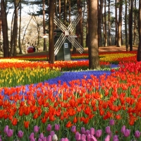 Dutch Flower Park with Windmill