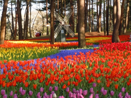 Dutch Flower Park with Windmill - blossoms, tulips, spring, trees, colors