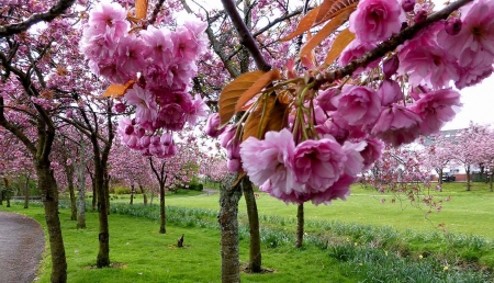 Cherry Blossoms - petals, pink, tree, twigs, spring