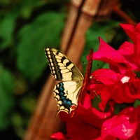 Butterfly on Pink Flowers