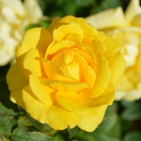 Yellow Roses