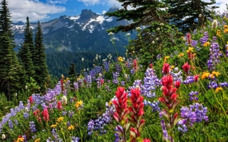 Spring Flowers - trees, blossoms, landscape, colors, mountains