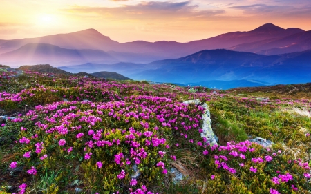 Impressive Nature - mountains, flowers, sunset, mist