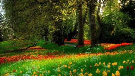 Springtime Flowers - trees, tulips, park, colors, path